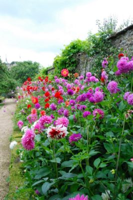 цветы вдоль дорожки