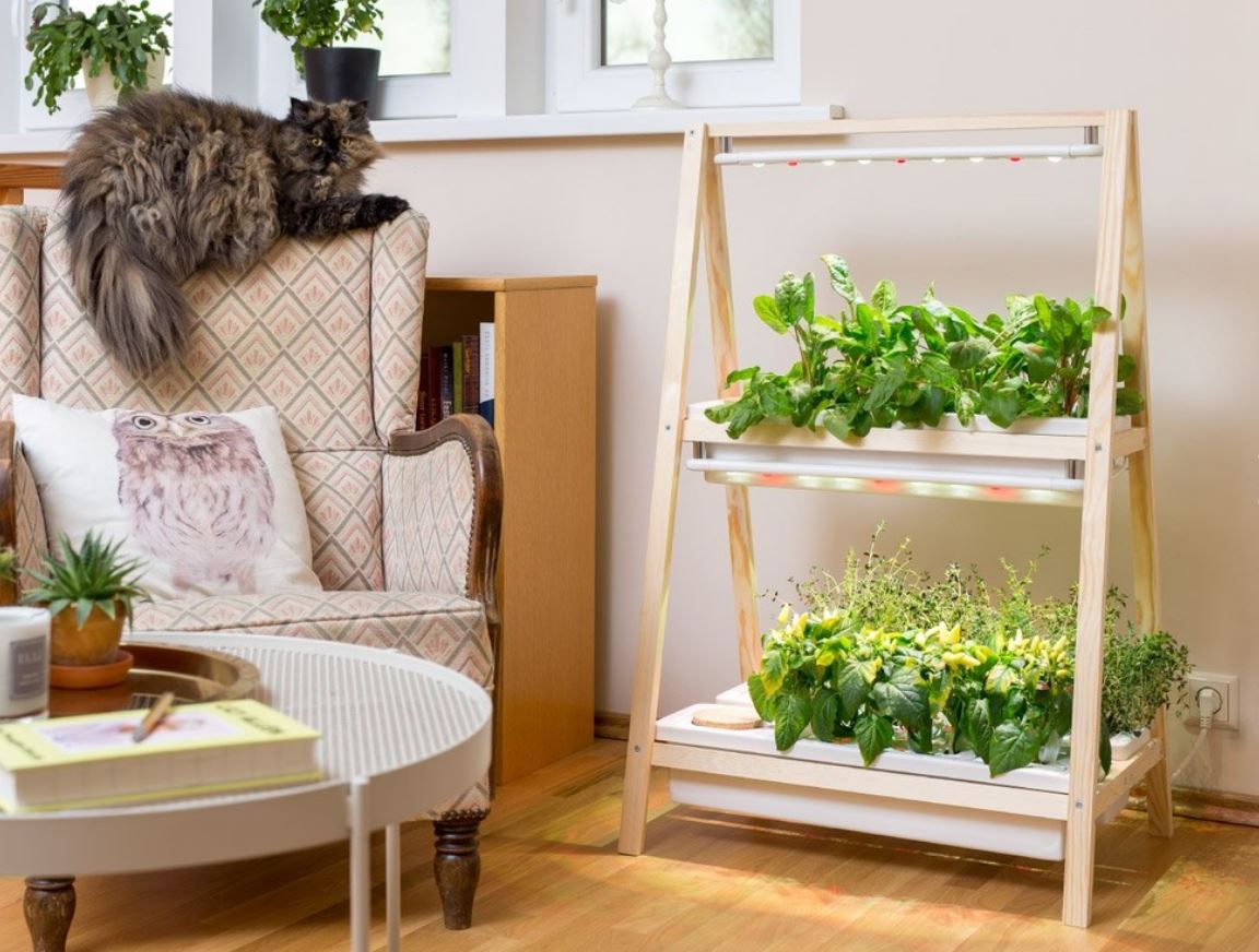 Какую зелень можно вырастить на подоконнике зимой