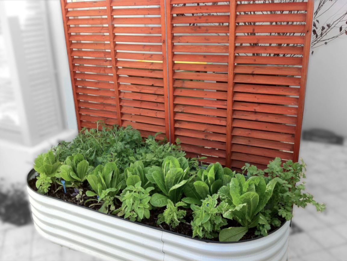 Какую зелень можно вырастить на подоконнике зимой