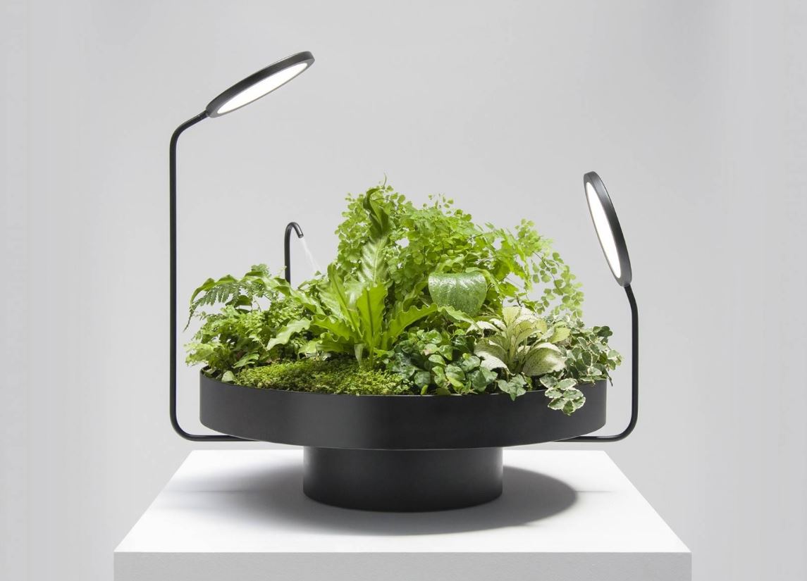 Какую зелень можно вырастить на подоконнике зимой