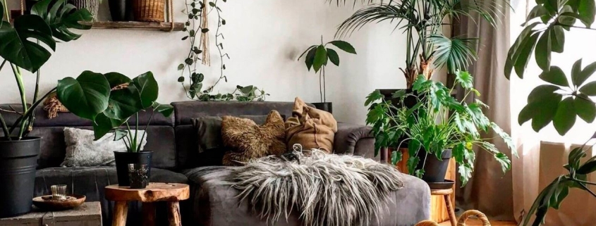комнатные растения в интерьере 2023