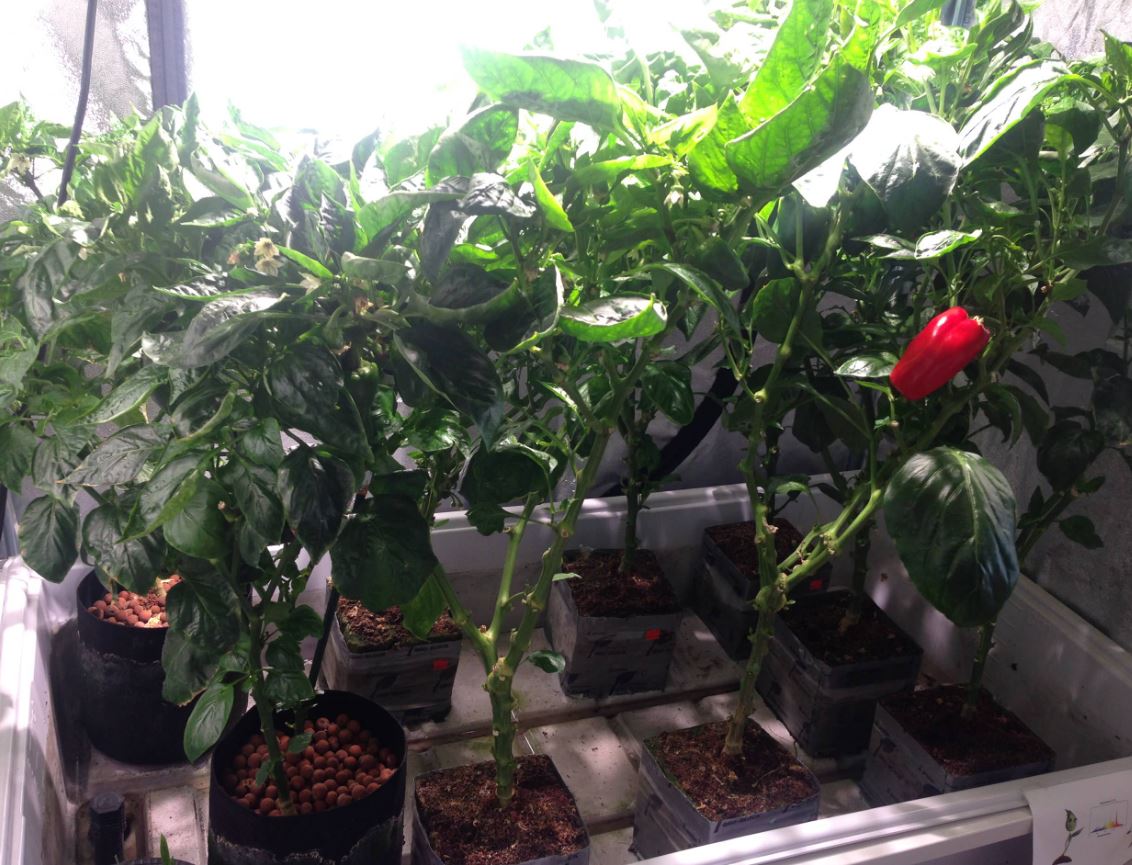 Какую зелень можно вырастить на подоконнике зимой