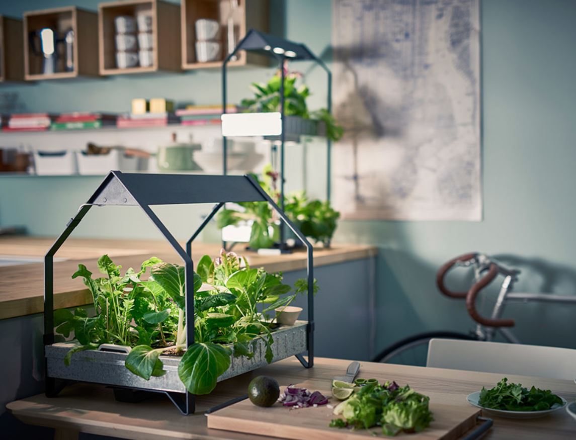 Какую зелень можно вырастить на подоконнике зимой