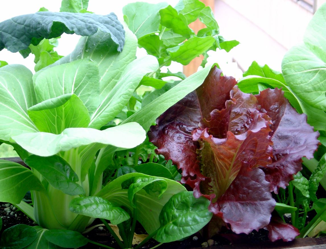 Какую зелень можно вырастить на подоконнике зимой