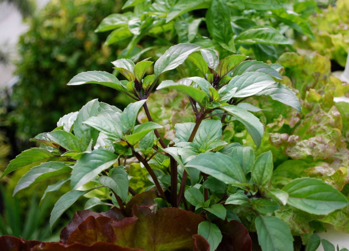 Какую зелень можно вырастить на подоконнике зимой