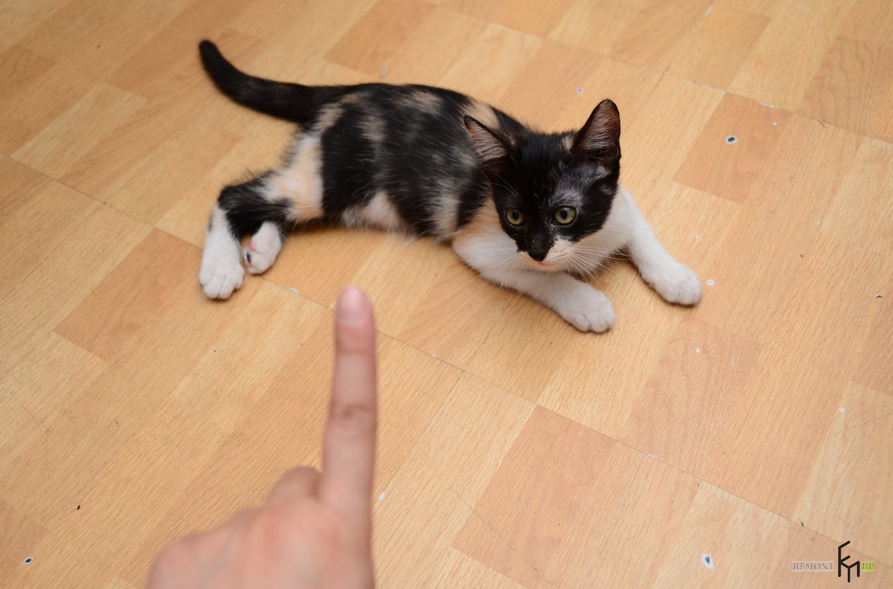 Котенок смотрит на палец
