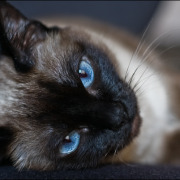 4 способа, чтобы избавиться от шерсти животных